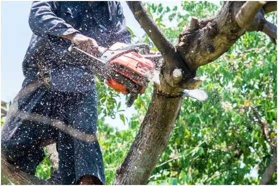 tree services Centralia